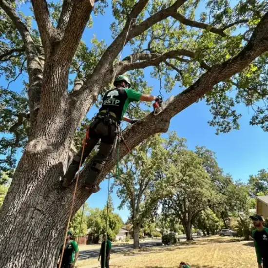 Certified arborist climbing a Houston oak tree with chainsaw
